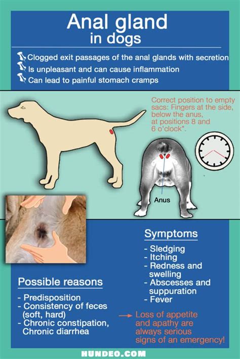 anal gland leak|Blocked anal glands in dogs 